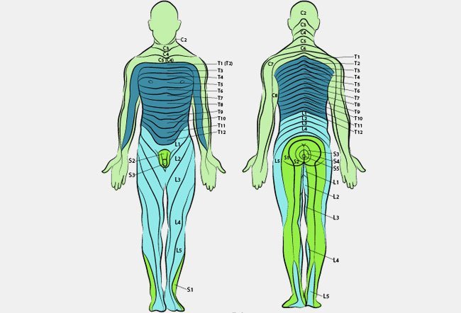 What Are Examples of Dermatomes What Are Examples of Dermatomes