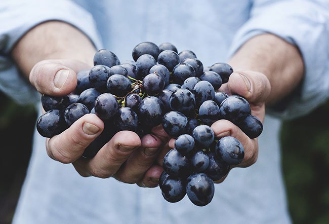 what are the benefits of eating grapes