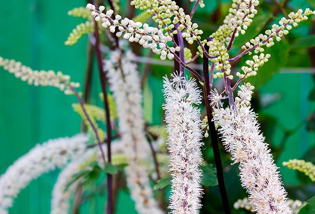 Black cohosh is an herb that has been used for a long time throughout the US and Europe for cough, cold, infertility and menopause symptoms. The side effects of black cohosh include gastrointestinal upset, skin rash, breast pain, brain enlargement, infection, vaginal bleeding/spotting and joint or muscle pain.