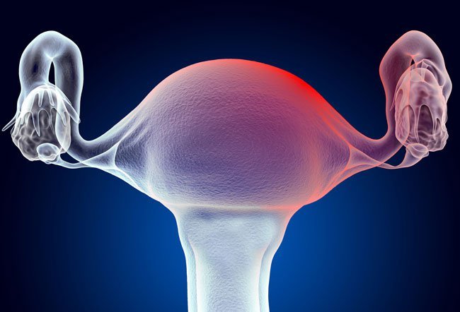 Cervical mucus is fluid secreted by the cervix during different stages of a woman's menstrual cycle. The production of cervical mucus is affected by estrogen levels. 