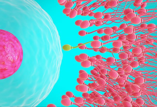 Fertilization is the union of male sperm and female egg. 