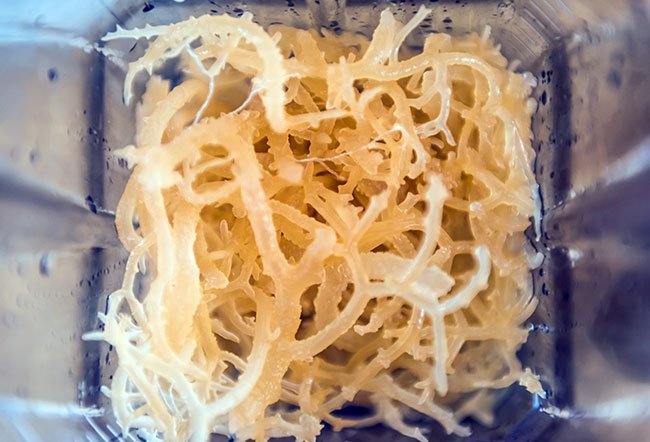 what does sea moss do to the body