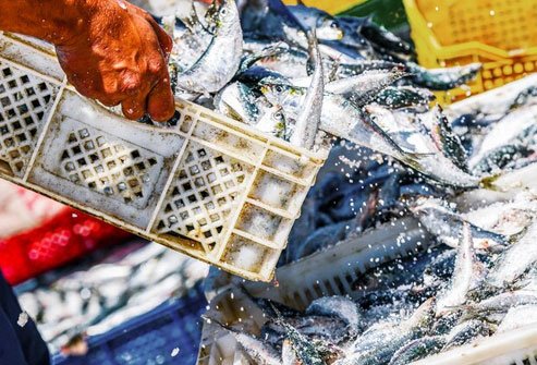Frozen fish retains freshness better than non-frozen fish. 