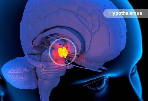 This area plays a key role in many parts of sleep. It talks to the hypothalamus, another brain structure, to help you drift off and wake up.