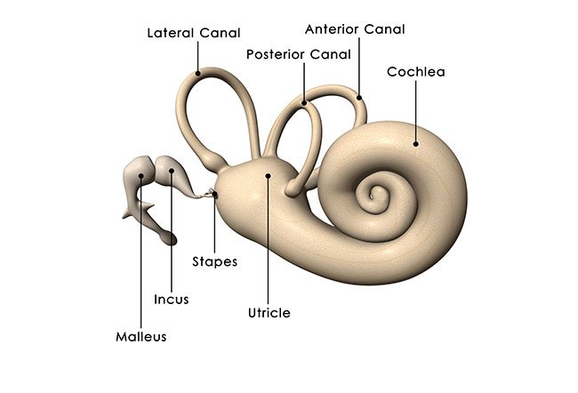An endolymphatic shunt is a silicone tube that drains fluid from the inner ear.