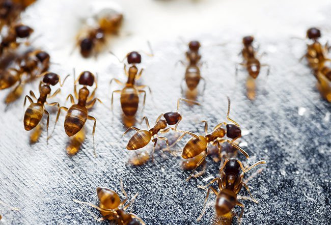Fire ants