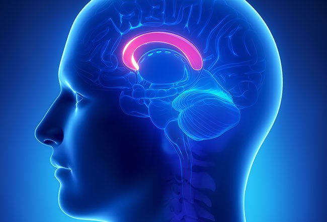 The brain is made up of two sides (hemispheres) known as the right and left cerebral hemispheres