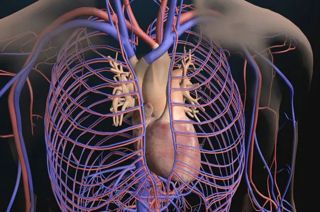 As you age, your heart can't beat as fast during exercise or when you're stressed.