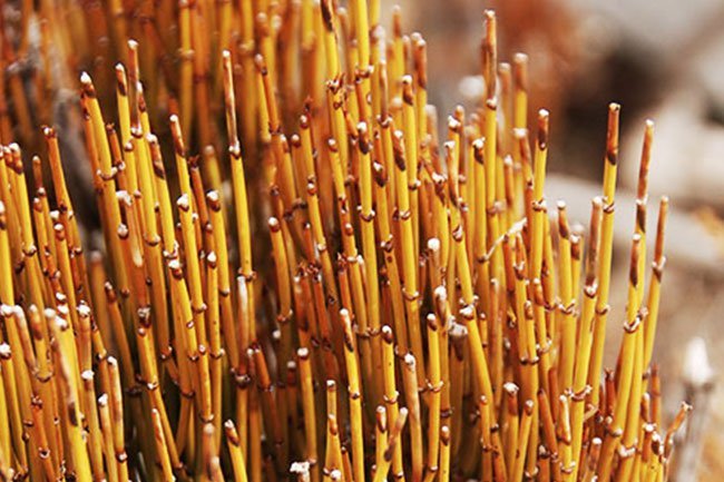 Also known as ma huang, this herb has been used for thousands of years in China and India to treat coughs, headaches, and cold symptoms.