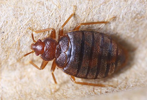Furniture, wallpaper, mattresses, and clutter provide nesting spots for these small, flat insects.