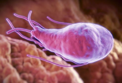 If you've ever been camping and you came down with diarrhea, gas, stomach cramps, bloating, and nausea, you've likely caught this bug.