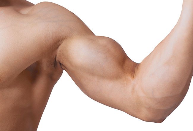 Biceps muscles are any group of muscles that have two points of origin. There are two types of biceps in the human body, the biceps brachii on the front side of the upper arm and the biceps femoris, which pulls the thigh near the trunk.