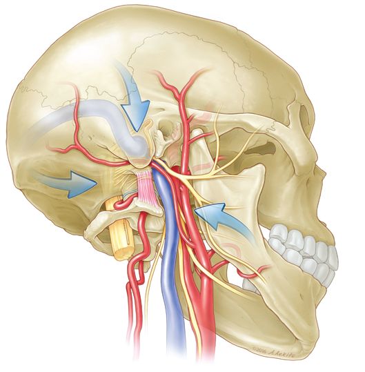 Illustration of the craniocervical junction anatomy. Illustration of the craniocervical junction anatomy. Shown rectus capitis lateralis and the condylar triangle.