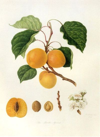 Common Apricot, medicinal properties, edible and medicinal plants, encyclopedia, recipes, tincture, decoction, medicine