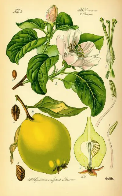 Common Quince, medicinal properties, edible and medicinal plants, encyclopedia, recipes, tincture, decoction, traditional medicine