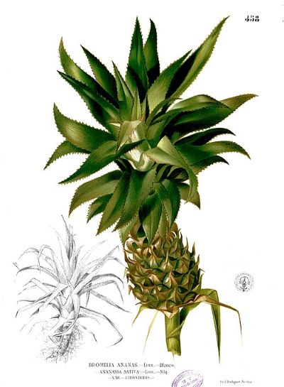 Pineapple, medicinal properties, edible and medicinal plants, encyclopedia, recipes, tincture, decoction, traditional medicine