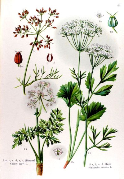 Common Anise, medicinal properties, edible and medicinal plants, encyclopedia, recipes, tincture, decoction, traditional medicine