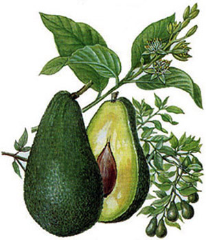 Avocado, medicinal properties, edible and medicinal plants, encyclopedia, recipes, tincture, decoction, traditional medicine