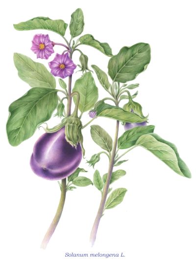 Eggplant, medicinal properties, edible and medicinal plants, encyclopedia, recipes, decoction, traditional medicine