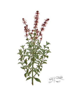 Sweet Basil, medicinal properties, edible and medicinal plants, encyclopedia, recipes, infusion, decoction, traditional medicine