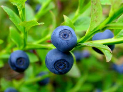 Bilberry, medicinal properties, edible and medicinal plants, encyclopedia, recipes, infusion, decoction, traditional medicine