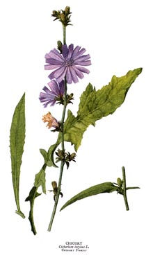 Common Chicory, medicinal properties, edible and medicinal plants, encyclopedia, recipes, infusion, decoction, medicine