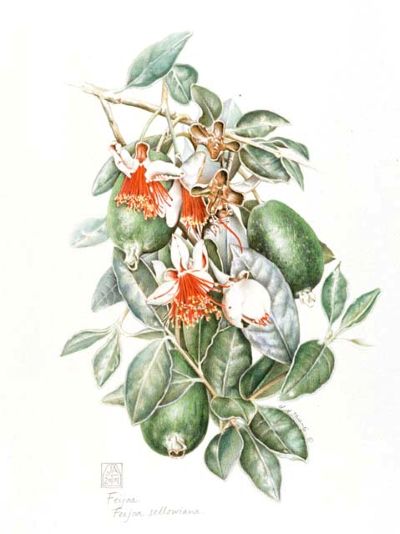 Feijoa (Acca, Pineapple Guava), medicinal properties, edible and medicinal plants, encyclopedia, recipes, infusion, decoction, traditional medicine