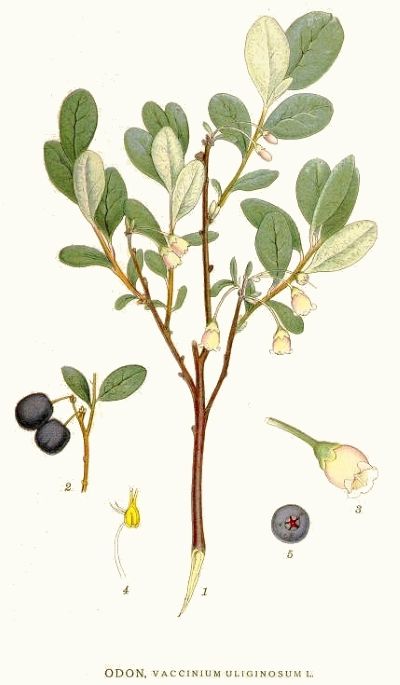 Common Blueberry, medicinal properties, edible and medicinal plants, encyclopedia, recipes, tincture, decoction, medicine