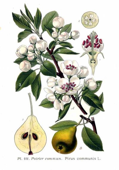 Common pear, medicinal properties, edible and medicinal plants, encyclopedia, recipes, tincture, decoction, medicine
