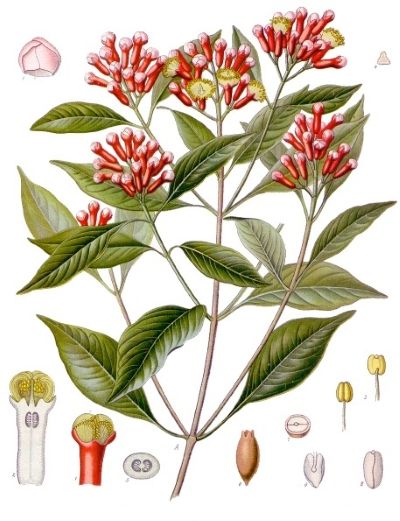 Clove, medicinal properties, edible and medicinal plants, encyclopedia, recipes, infusion, cooking