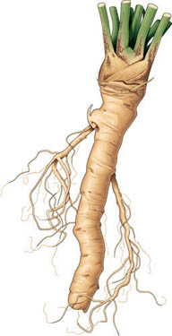 Horseradish, medicinal properties, edible and medicinal plants, encyclopedia, recipes, tincture, decoction, medicine
