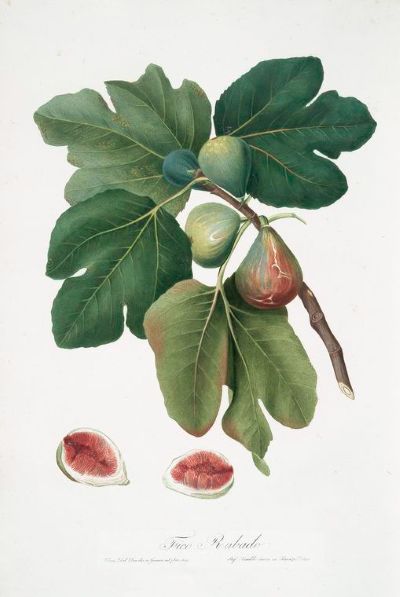 Common Fig, medicinal properties, edible and medicinal plants, encyclopedia, recipes, tincture, decoction, medicine
