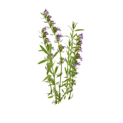 Hyssop, medicinal properties, edible and medicinal plants, encyclopedia, recipes, tincture, decoction, medicine