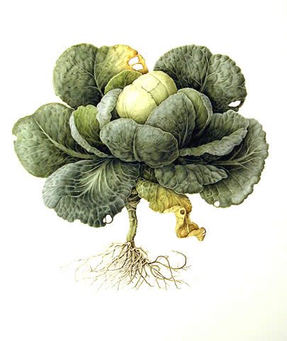 Head Cabbage, medicinal properties, edible and medicinal plants, encyclopedia, recipes, tincture, decoction, medicine