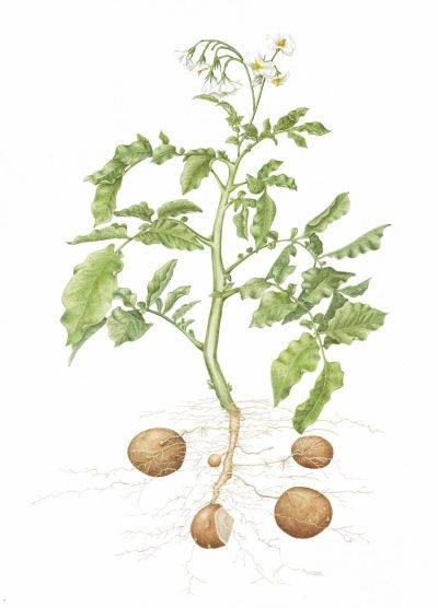 Potato, medicinal properties, edible and medicinal plants, encyclopedia, recipes, tincture, decoction, medicine