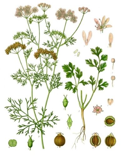 Coriander, medicinal properties, edible and medicinal plants, encyclopedia, recipes, infusion, cooking