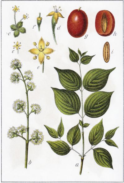 Кизил обыкновенный, лекарственные свойства, пищевые и лекарственные растения, энциклопедия, рецепт приготовления, настойка, отвар,  медицина