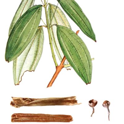 Ceylon cinnamon, medicinal properties, food and medicinal plants, encyclopedia, preparation recipe, infusion, culinary