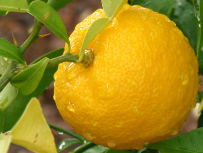 Lemon, medicinal properties, food and medicinal plants, encyclopedia, preparation recipe, tincture, decoction, culinary