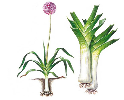 Leek, medicinal properties, food and medicinal plants, encyclopedia, preparation recipe, tincture, decoction, culinary