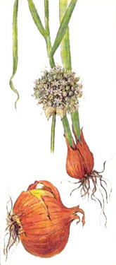 Onion, medicinal properties, food and medicinal plants, encyclopedia, preparation recipe, tincture, decoction, culinary