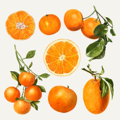 Mandarin, medicinal properties, food and medicinal plants, encyclopedia, cooking recipe, juice, culinary