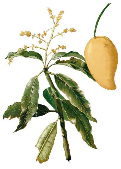 Mango tree (Indian mango), medicinal properties, food and medicinal plants, encyclopedia, cooking recipe, tincture, decoction, culinary