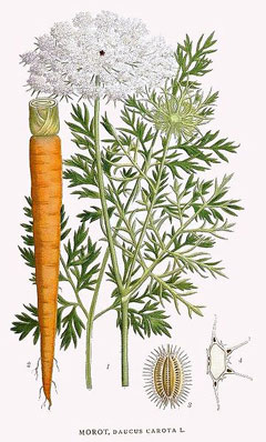 Cultivated carrot, medicinal properties, food and medicinal plants, encyclopedia, cooking recipe, tincture, decoction, culinary