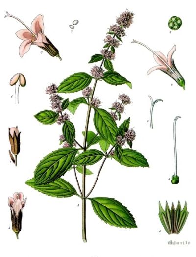 Peppermint, medicinal properties, food and medicinal plants, encyclopedia, cooking recipe, tincture, decoction, medicine