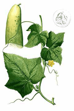 Cucumber, medicinal properties, food and medicinal plants, encyclopedia, recipe, tincture, decoction, culinary