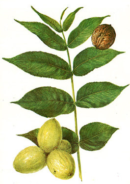 Walnut, medicinal properties, food and medicinal plants, encyclopedia, recipe, tincture, decoction, traditional medicine