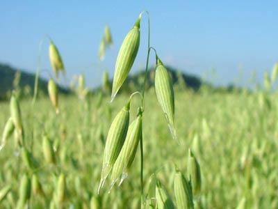 Common Oat, medicinal properties, food and medicinal plants, encyclopedia, cooking recipe, tincture, decoction, medicine
