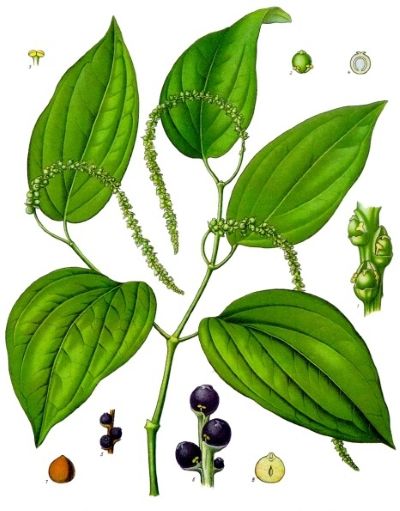 Black Pepper, medicinal properties, food and medicinal plants, encyclopedia, recipe, tincture, decoction, medicine