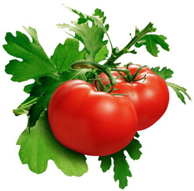 Edible Tomato (Cultivated Tomato), medicinal properties, food and medicinal plants, encyclopedia, recipes, tincture, decoction, medicine